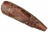 Fossil Spinosaurus Tooth - Real Dinosaur Tooth #327905-1